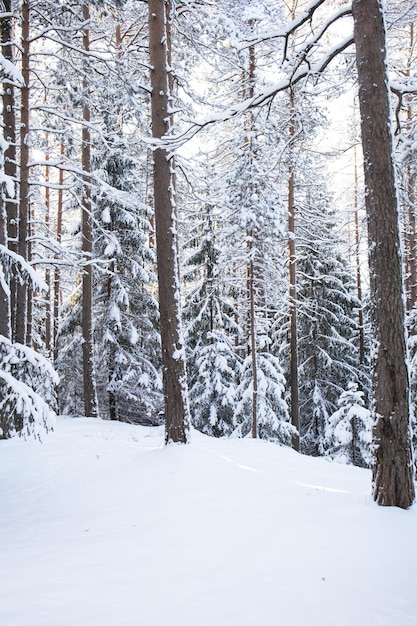 Foto paisaje invernal con bosque de pinos cubierto de nieve blanca enfoque selectivo