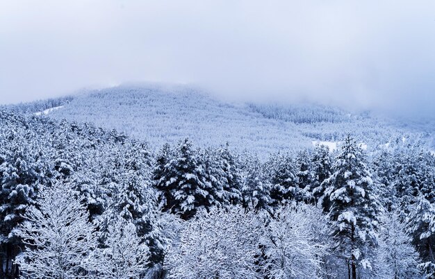 Paisaje invernal de un bosque con pinos y niebla