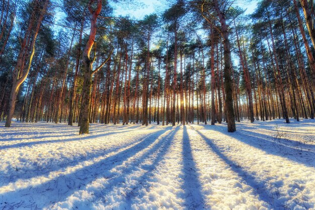 Paisaje invernal con bosque de pinos.