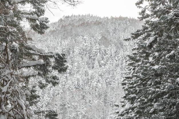 Paisaje invernal del bosque de pinos