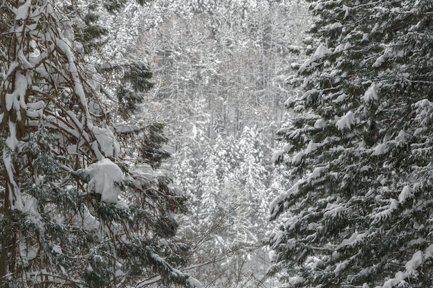 Paisaje invernal del bosque de pinos