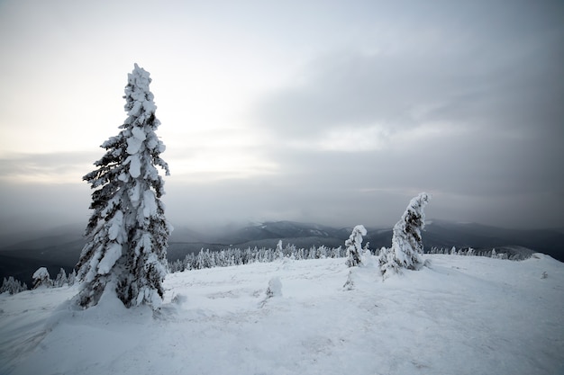 Paisaje invernal cambiante con bosque de abetos encogido con nieve blanca en las frías montañas congeladas.