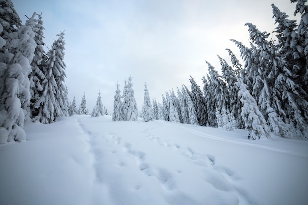 Paisaje invernal cambiante con bosque de abetos encogido con nieve blanca en montañas heladas.