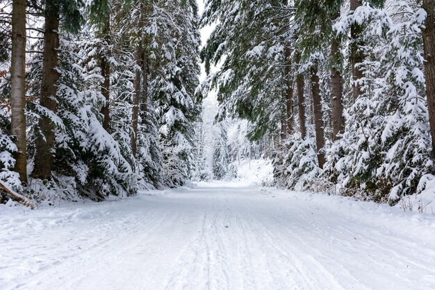 Paisaje invernal camino blanco y nevado entre árboles en un bosque profundo