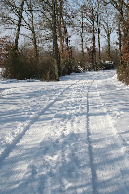 Paisaje invernal con camino forestal cubierto de nieve