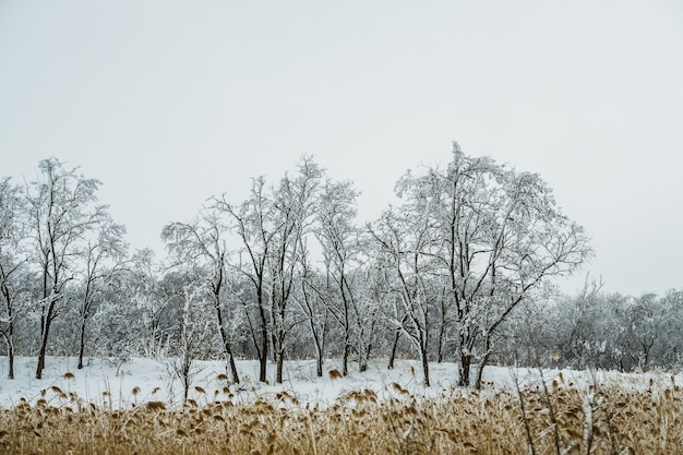 Paisaje invernal camino de tierra cubierto de nieve cerca del robledal en un día nublado.