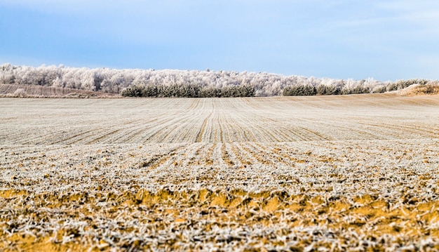 Foto paisaje invernal con campo y bosque.