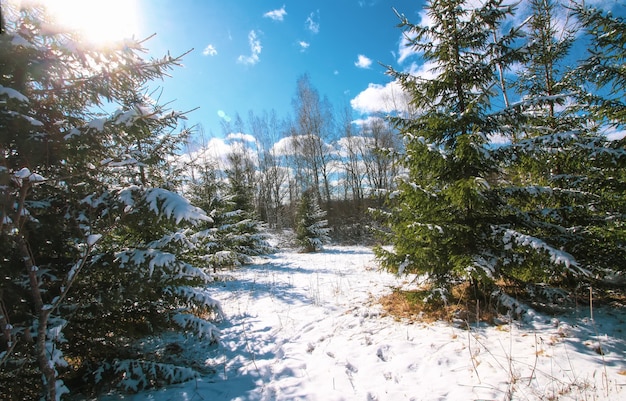 Paisaje invernal en campo. Campo y bosque con abetos. Naturaleza en día frío y soleado.