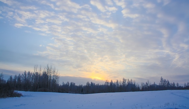 Paisaje invernal en un campo.