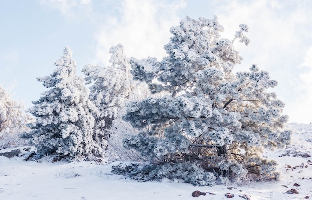 Paisaje invernal en la cima de una montaña con árboles nevados