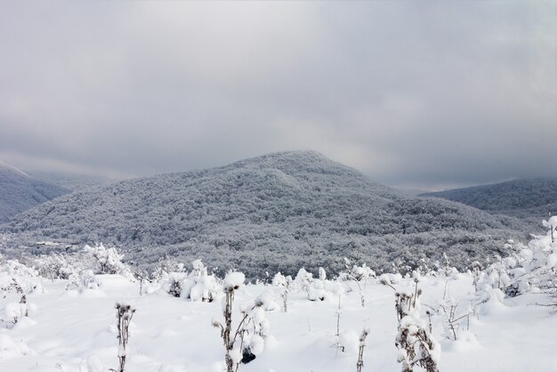 Paisaje invernal con una colina del bosque cubierto de nieve