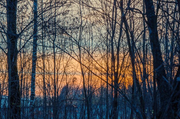 Un paisaje invernal congelado con puesta de sol dorada