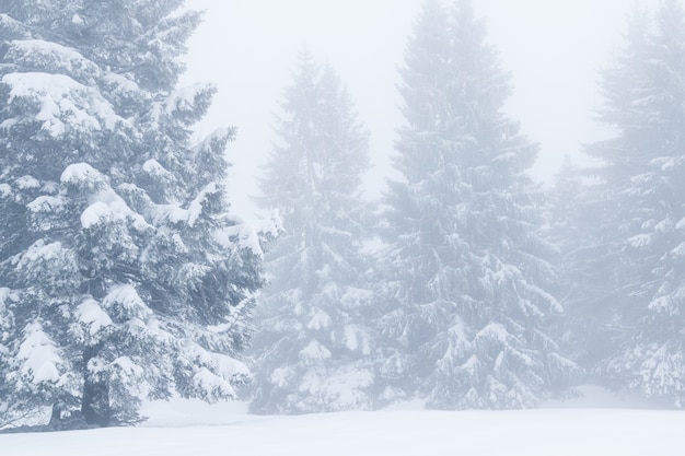 Foto paisaje invernal de ensueño de árboles nevados y niebla