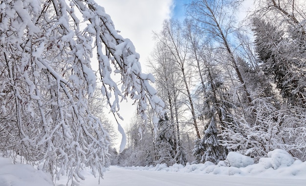 Paisaje invernal con espesa nieve que cubre bosques y ventisqueros por todas partes