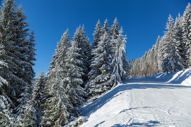 Paisaje invernal en la estación de esquí de las montañas de Bukovel