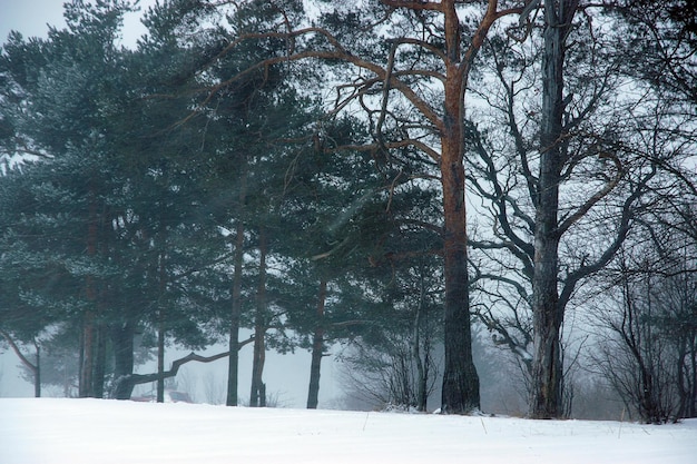 Paisaje invernal con hermosos pinos entrando en niebla, mal tiempo, fuertes nevadas con viento