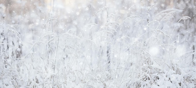 paisaje invernal hierba nieve escarcha, foto blanca de navidad en la naturaleza cubierta de nieve