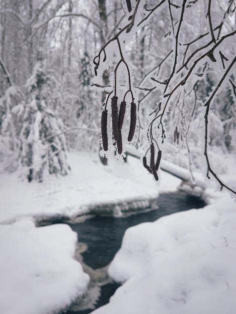 Paisaje invernal Lago en invierno Bosque de hadas en la nieve Rusia