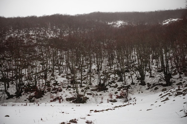 Paisaje invernal en la montaña de Aizkorri en el País Vasco.