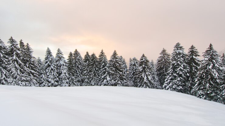 Paisaje invernal con mucha nieve y pinos nevados.
