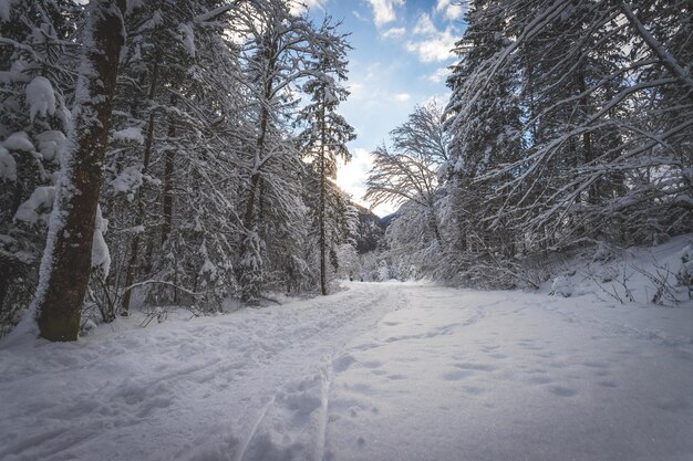 Paisaje invernal en la naturaleza Sendero árboles nevados y cielo azul