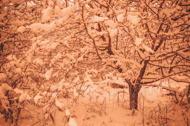 Paisaje invernal en nevadas. Huerto congelado. Árboles cubiertos de nieve en color coral tranquilo de moda.