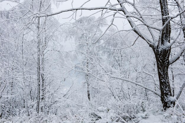 Paisaje invernal nevado con heladas en los árboles