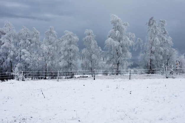 Paisaje invernal nevado con heladas en los árboles