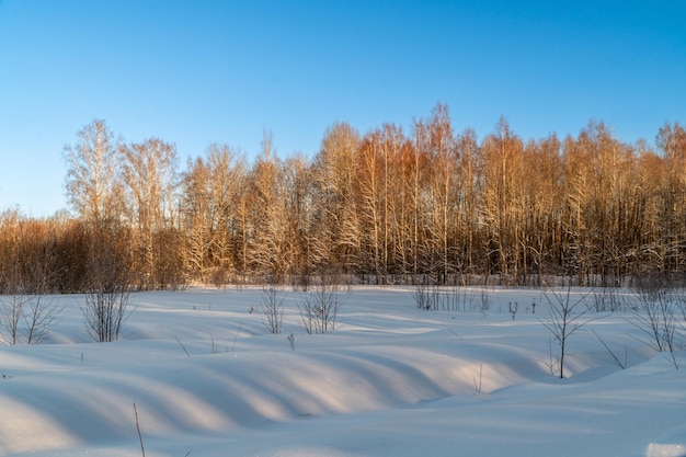 Paisaje invernal con nieve y árboles. Paisaje natural en invierno