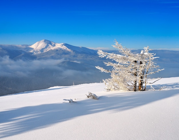 Paisaje invernal con nieve fresca