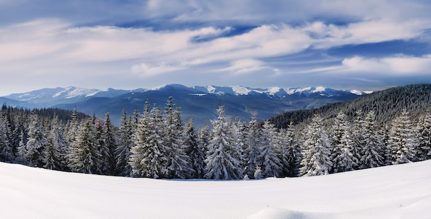 Foto paisaje invernal con nieve en las montañas de los cárpatos, ucrania