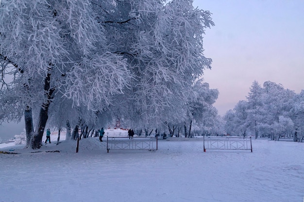 Paisaje invernal en el parque en un día helado árboles frondosos cubiertos de clima de escarcha