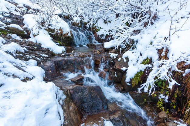 Paisaje invernal un pequeño arroyo rápido fluye en el bosque entre los árboles Cárpatos Ucrania