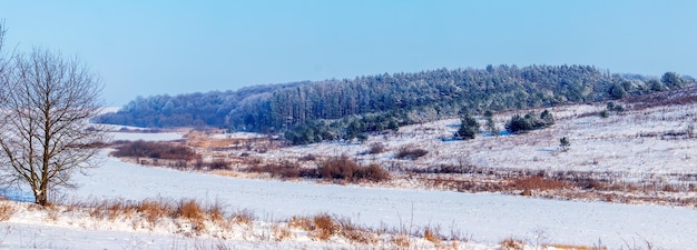 Paisaje invernal con piceas cubiertas de nieve en el bosque invernal en un panorama soleado