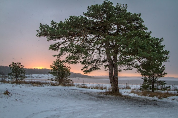 Paisaje invernal con pino Noruega, Fredrikstad