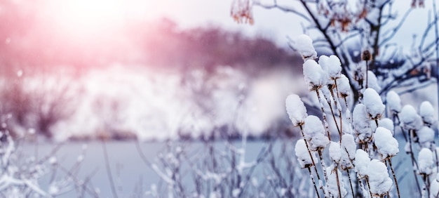 Paisaje invernal con plantas nevadas cerca del río durante la puesta de sol