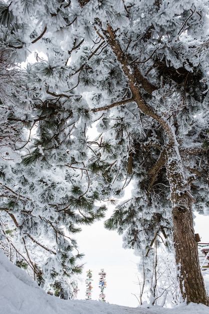 Paisaje invernal de Pyatigorsk, norte del Cáucaso, Rusia