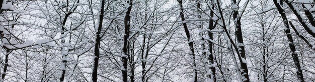 Paisaje invernal Ramas de árboles de Navidad y Año Nuevo bajo nieve blanca y esponjosa