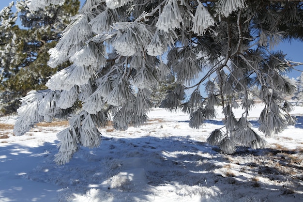 Paisaje invernal Ramas de los árboles bajo el peso de la nieve