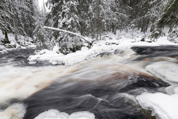Paisaje invernal con río forestal. Valle de las cascadas. Abetos cubiertos de nieve en la orilla del río. Un tronco sumergido en el río. Río Iyoki, República de Karelia, Rusia