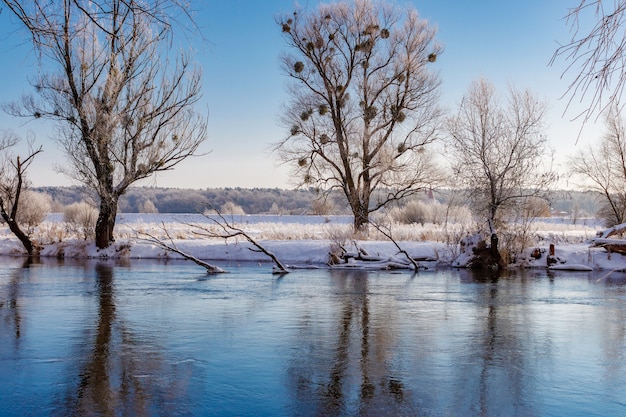 Paisaje invernal de río en mañana soleada. Riverside cubierto de nieve con árboles altos contra el cielo azul profundo en la luz del sol