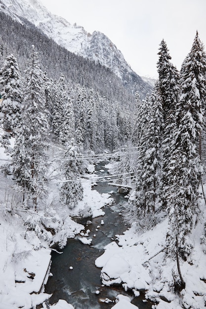 Paisaje invernal río de montaña fluye entre rocas en nieve bosque de coníferas escarcha en ramas fuertes nevadas