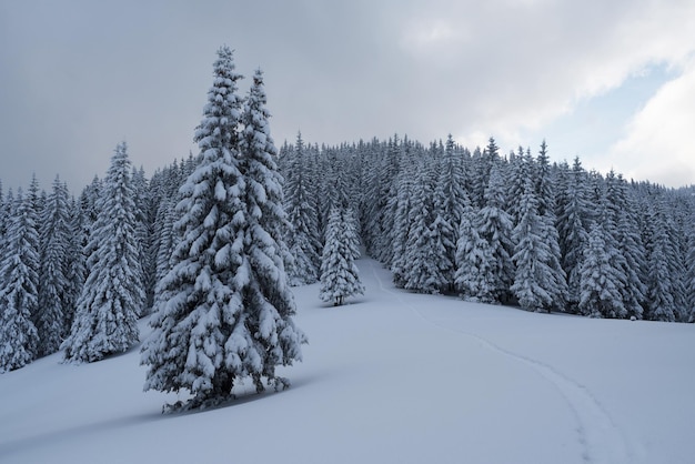 Paisaje invernal con sendero en la nieve.