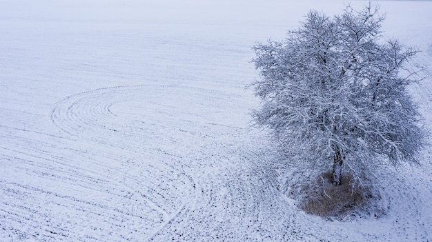 Paisaje invernal con solo árbol y campo nevado