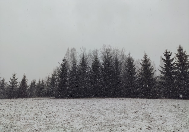 Paisaje de invierno. Abetos y campos nevados.