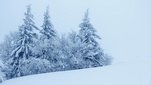 Paisaje de invierno con abetos nevados