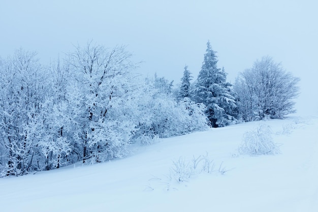 Paisaje de invierno con abetos nevados