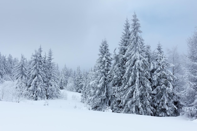 Paisaje de invierno con abetos nevados