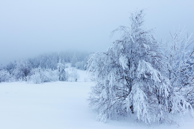 Paisaje de invierno con abetos nevados