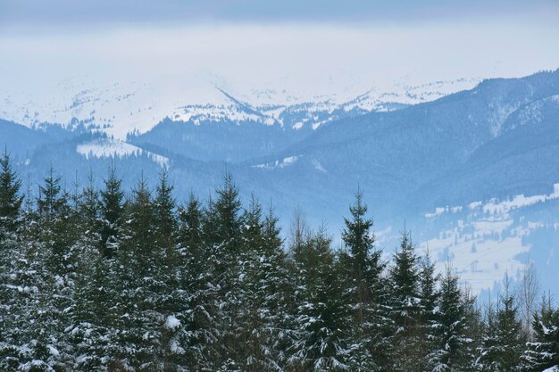 Foto paisaje de invierno con abetos oscuros de bosque cubierto de nieve en montañas frías